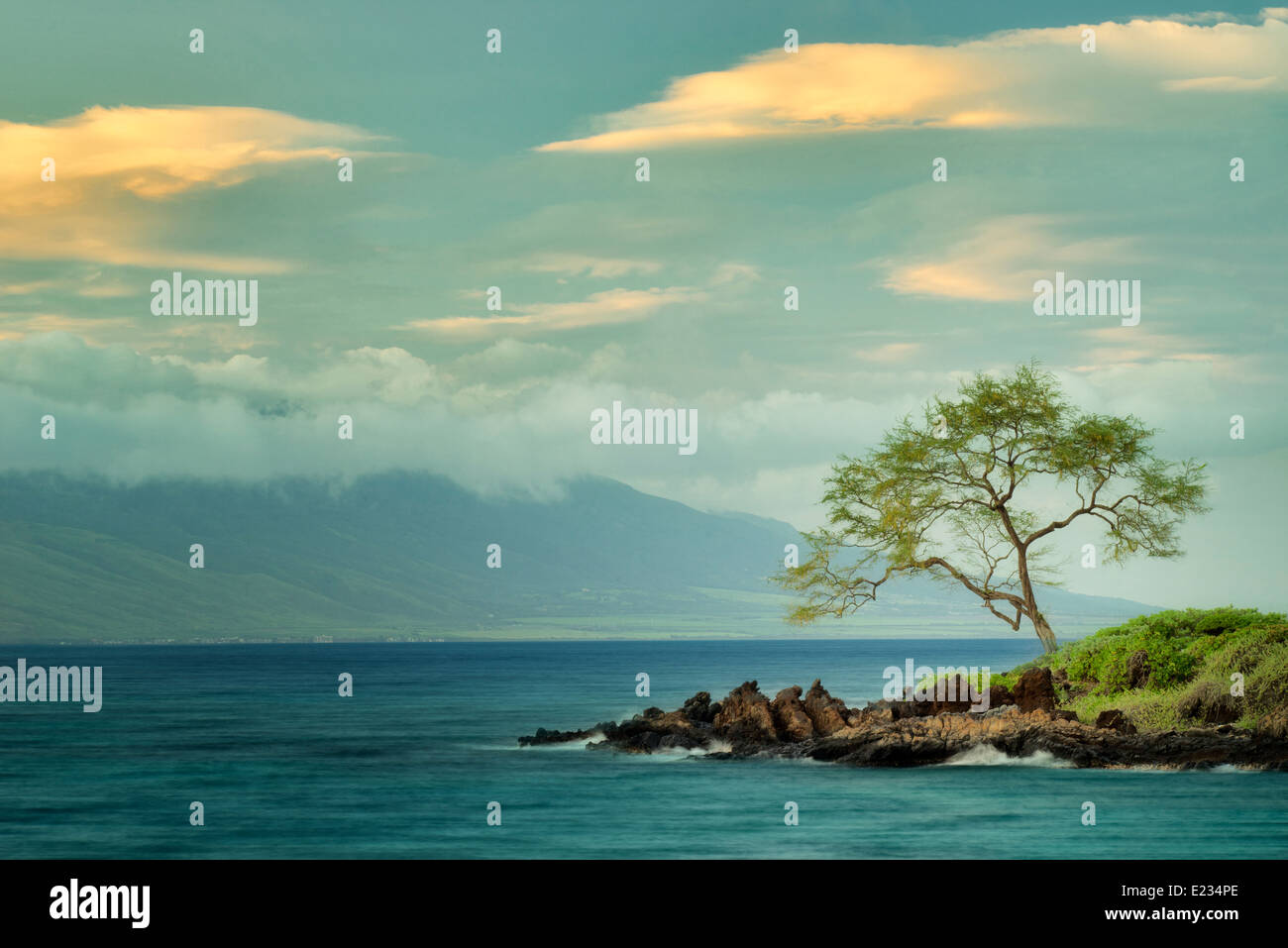 Lone tree and ocean at sunset. Maui, Hawaii Stock Photo