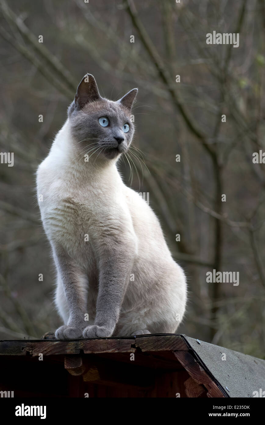 male siamese cat