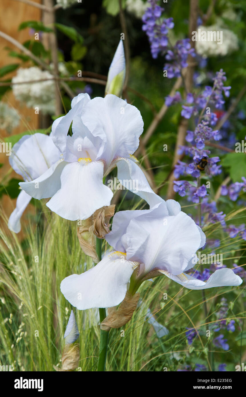 Iris 'White City' in The Extending Space Garden at RHS Chelsea Flower Show 2014 Stock Photo