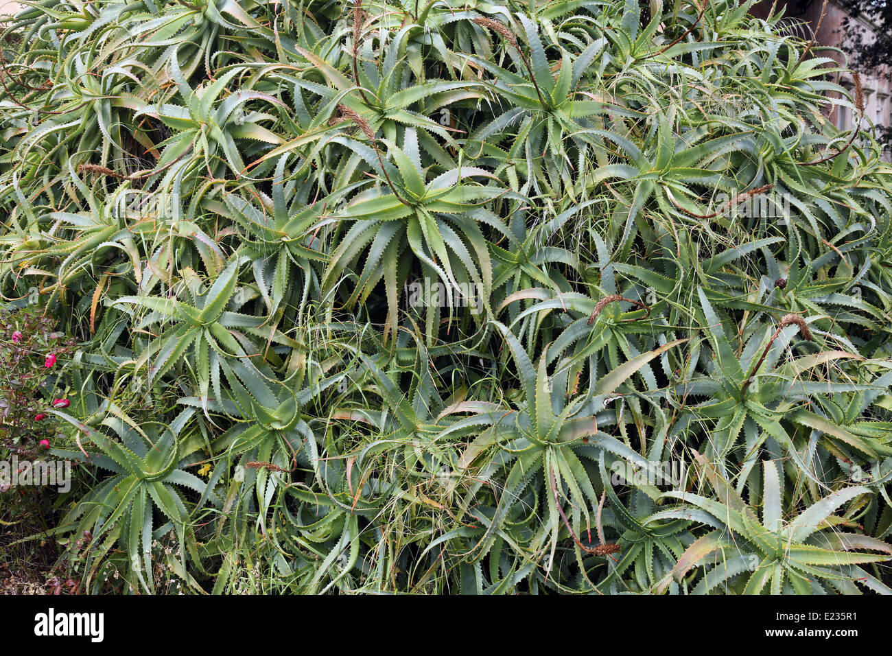 Aloe Vera - Plant cactus Stock Photo - Alamy