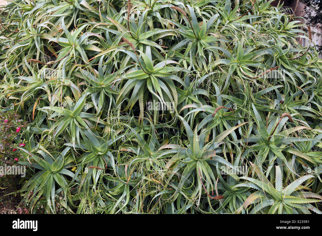 Aloe Vera - Plant cactus Stock Photo