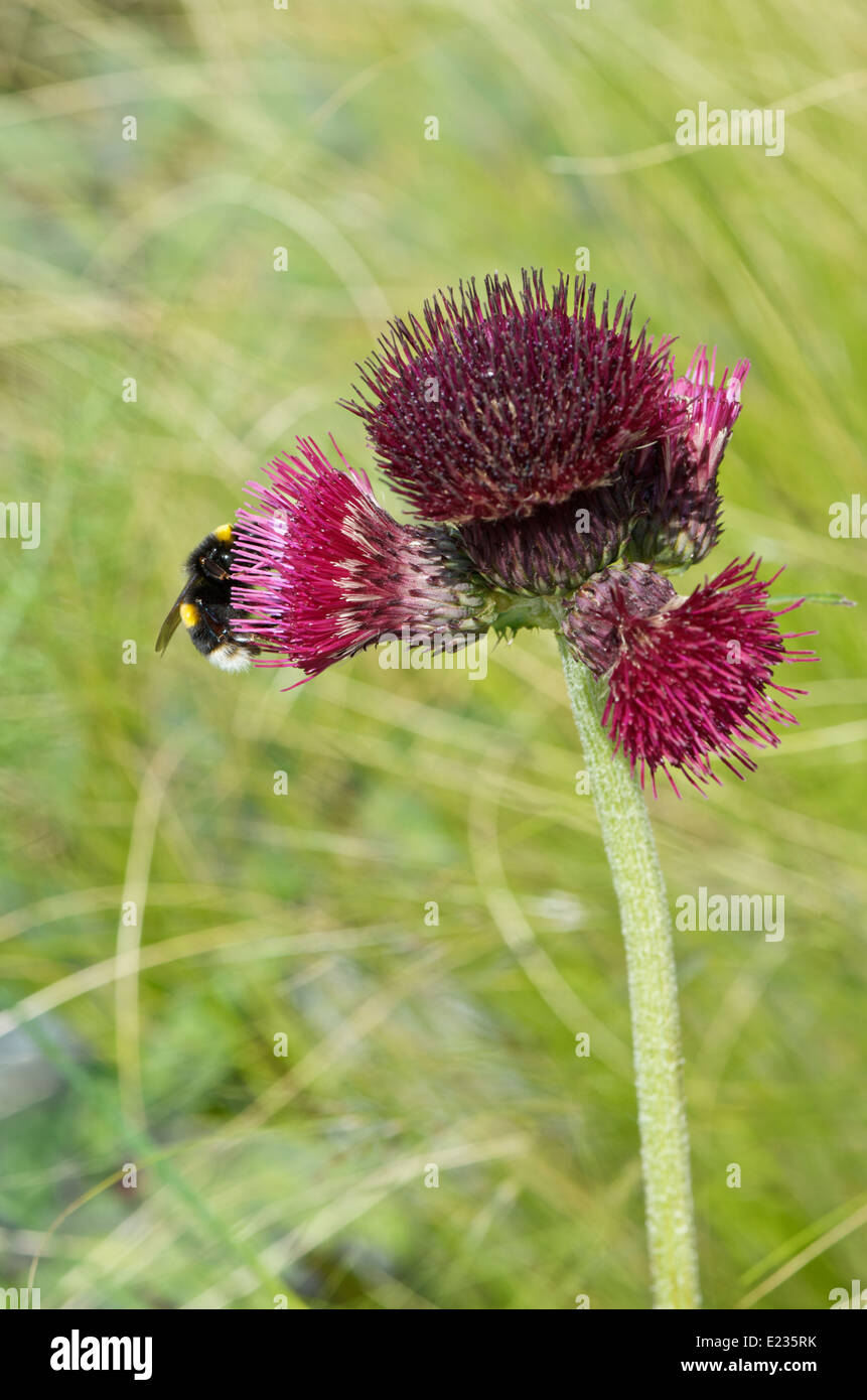 Cirsium rivulare atropurpurea or Plume Thistle with a bee gathering nectar Stock Photo