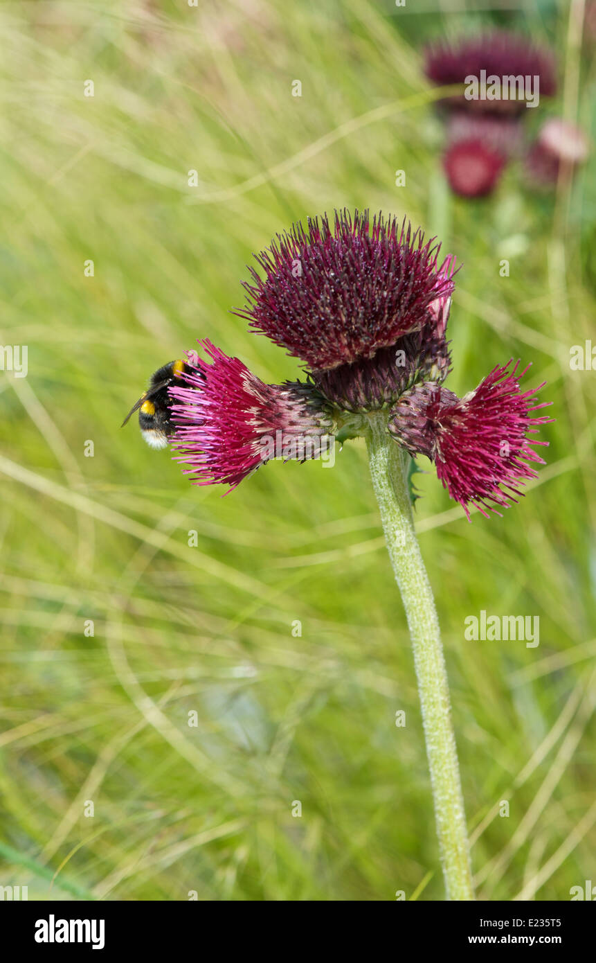 Cirsium rivulare atropurpurea or Plume Thistle with a bee gathering nectar Stock Photo