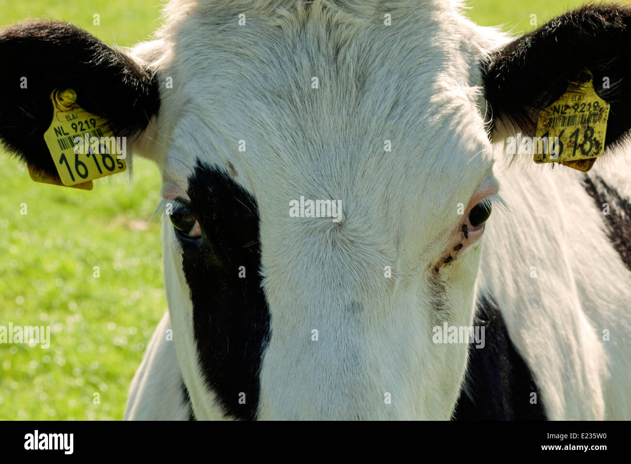 The Netherlands: Portrait of a black and white dairy cow with identification tags in both ears. Stock Photo