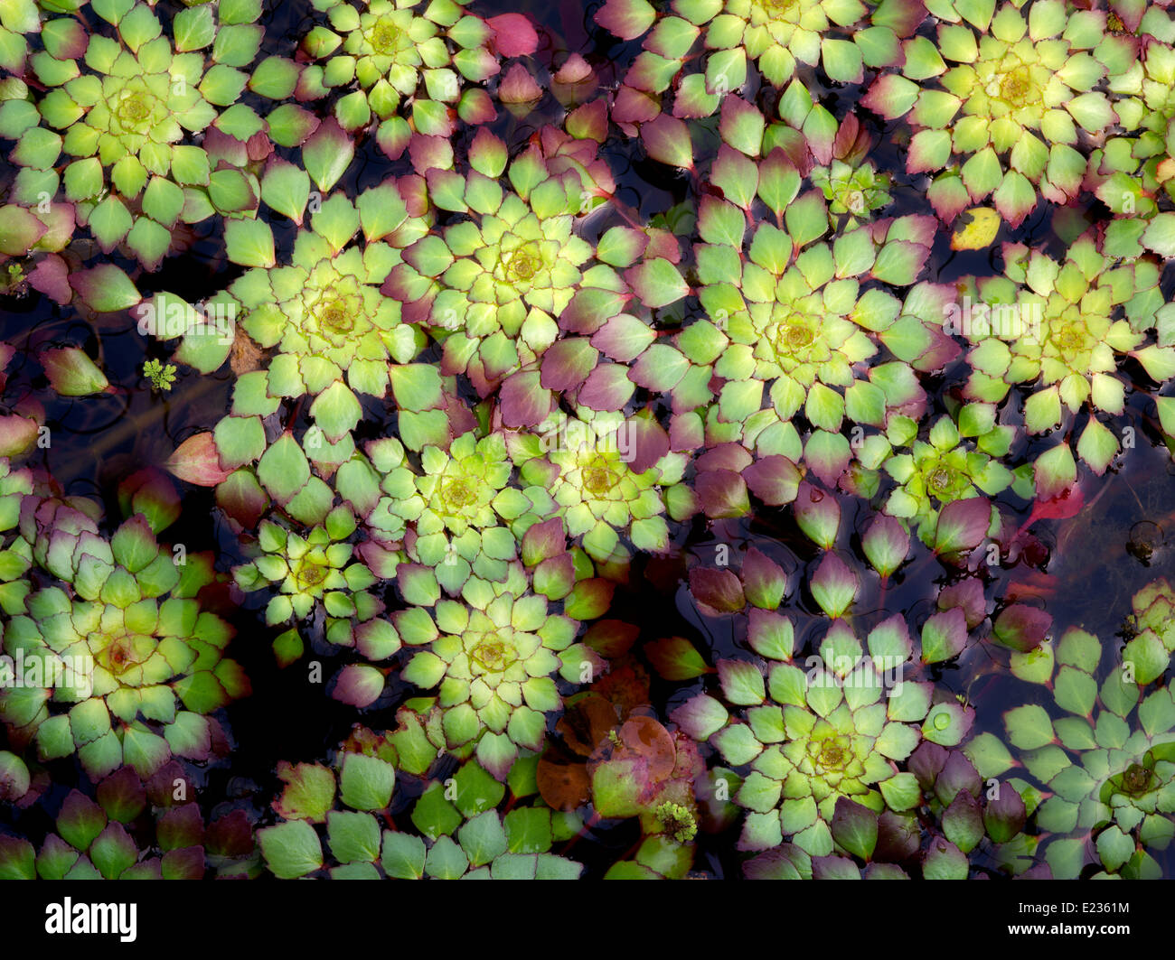 Close up of Mosaic Plant. Floating Leaves. Luguigia sedioides Stock Photo