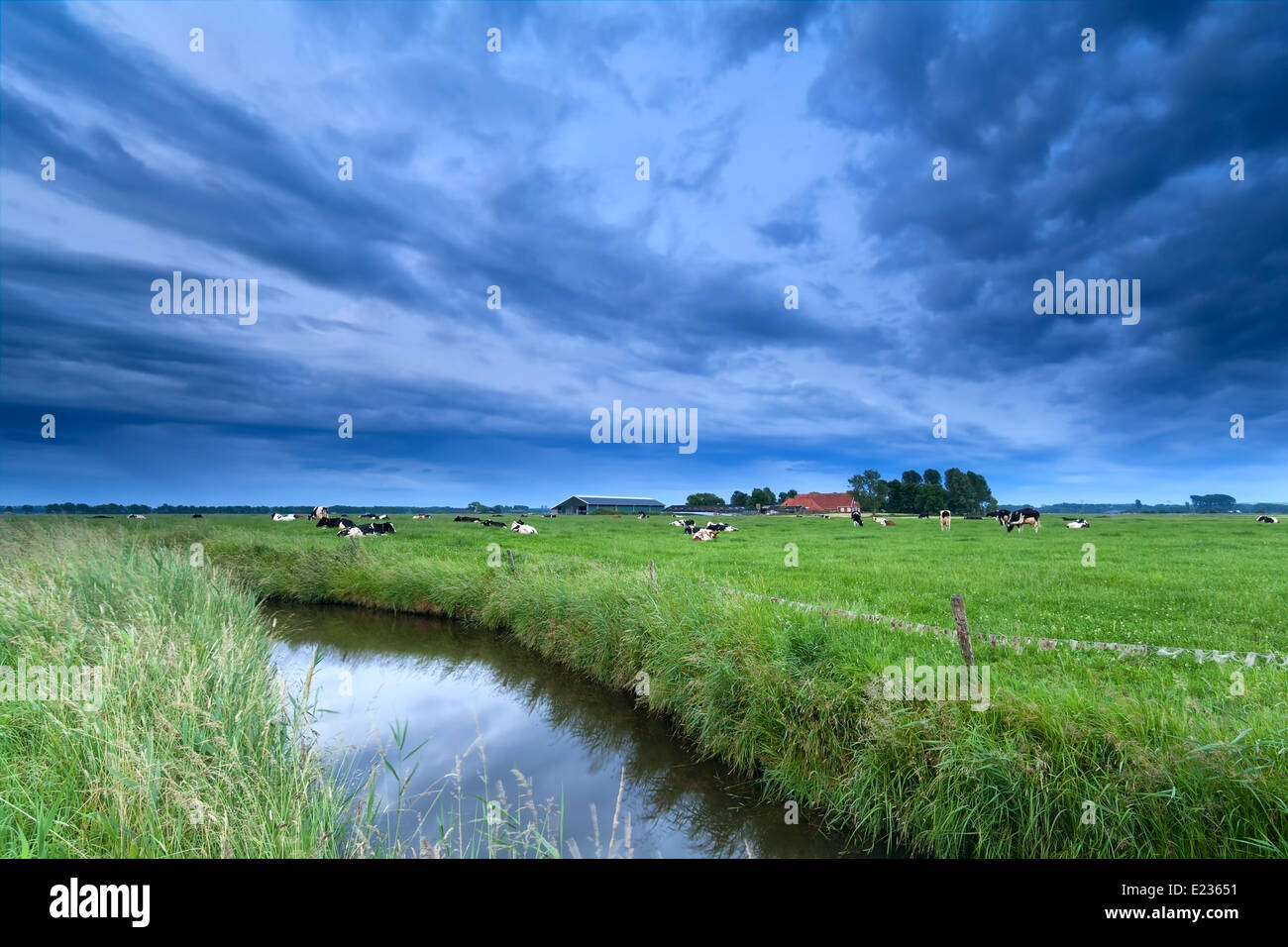 cattle on pasture by river over clouded sky Stock Photo