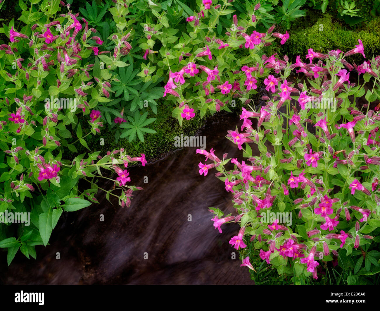 Very small wildflowers hi-res stock photography and images - Alamy