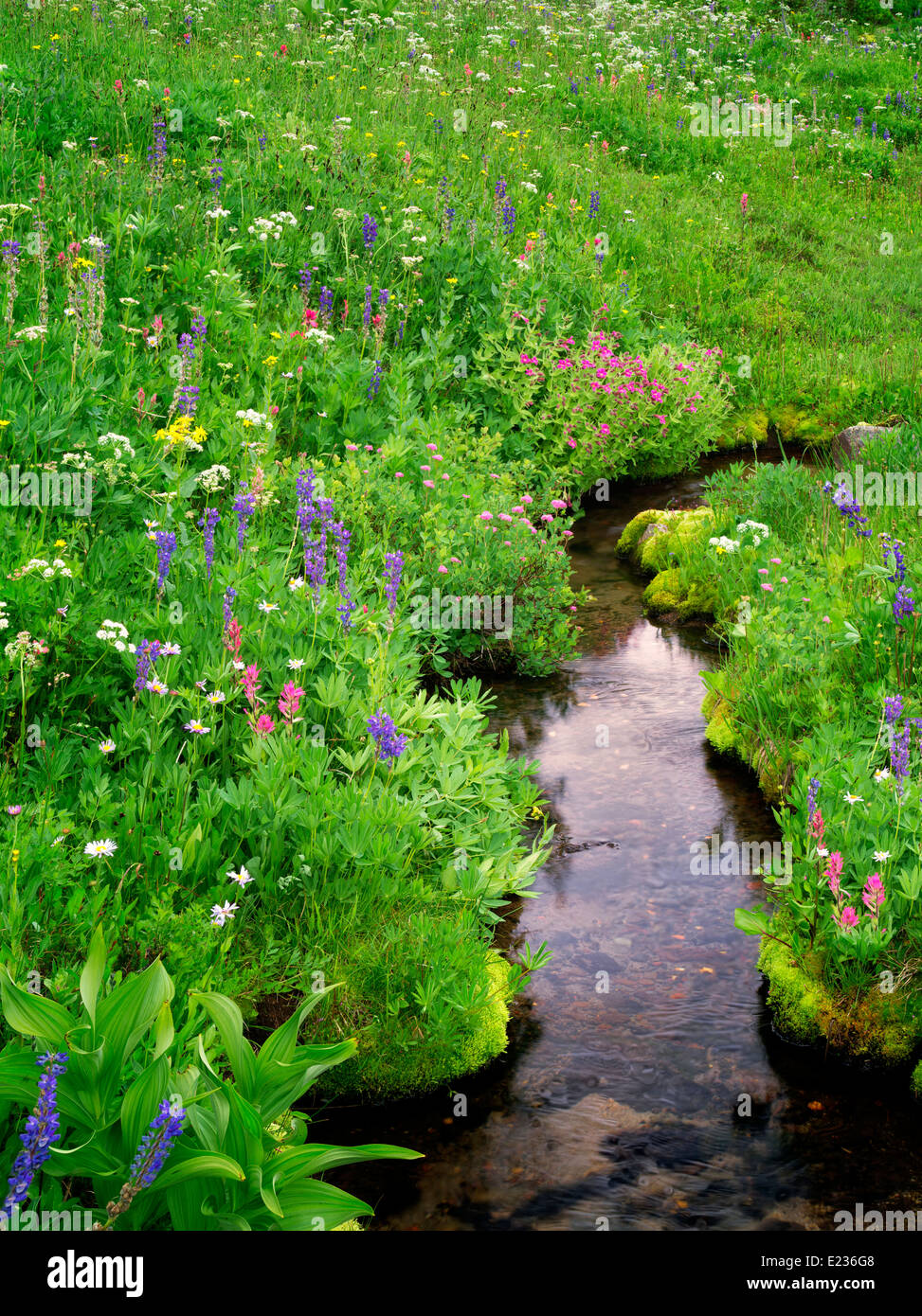Small stream and wildflowers. Bird Creek meadows. Mt. Adams Wildernesss, Washington Stock Photo