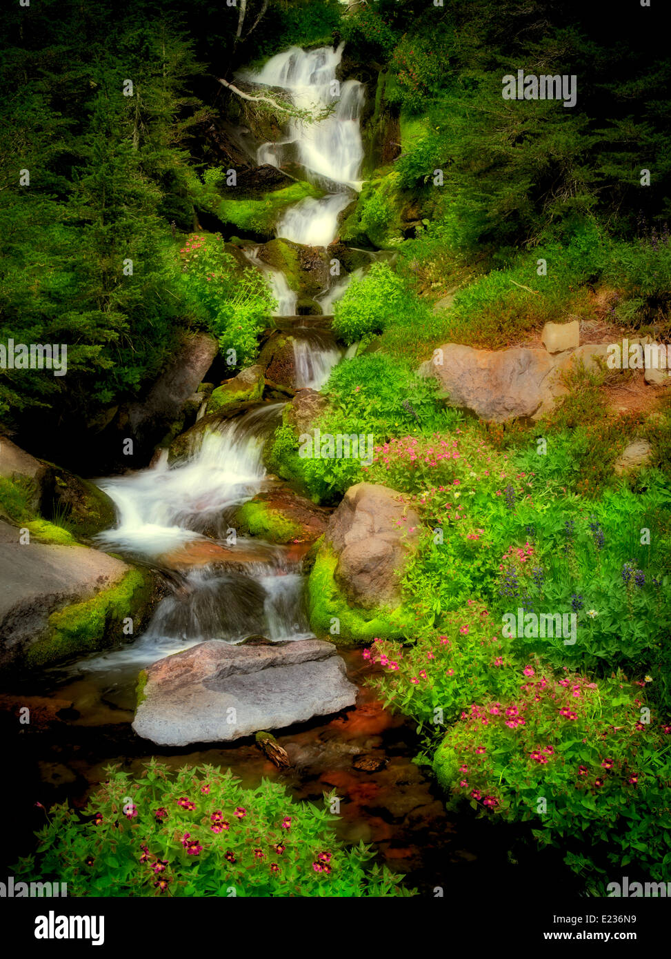Small waterfall and Monkey Flowers. Bird Creek meadows. Mt. Adams Wildernesss, Washington Stock Photo