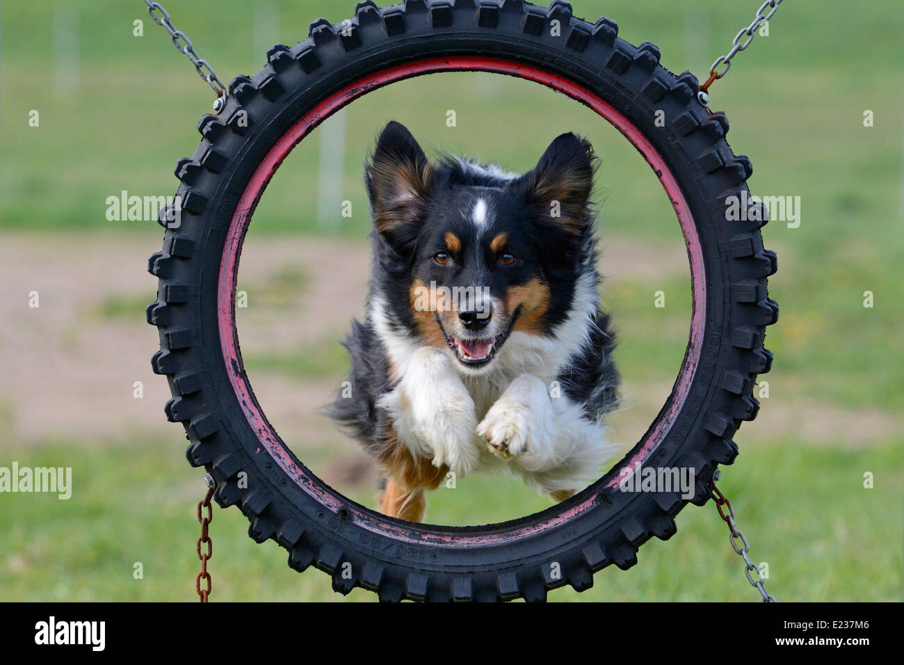 Dog agility Stock Photo