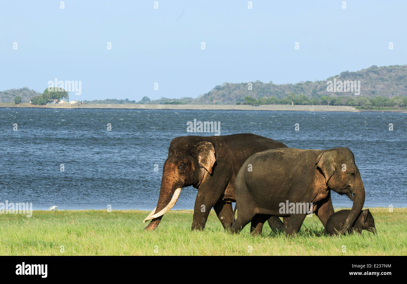 Big tusker seen with female elephants in minneriya Tank in Sri Lanka. this giant tusker is seen very rarely. Stock Photo