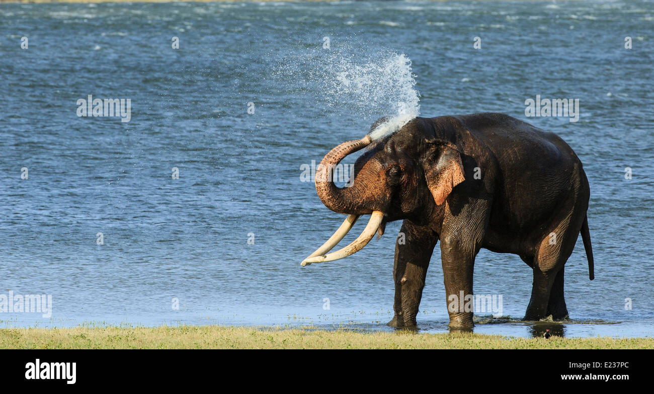 Big tusker cooling himself in the waters of the Minneriya Tank in Sri Lanka. this giant tusker is seen very rarely. Stock Photo