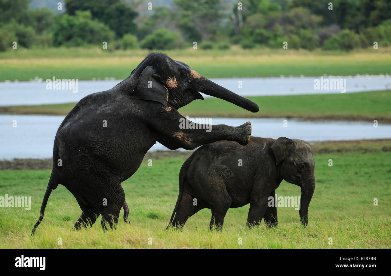 Mating attempt of a male elephant on a young female in Minneriya National Park Sri Lanka Stock Photo