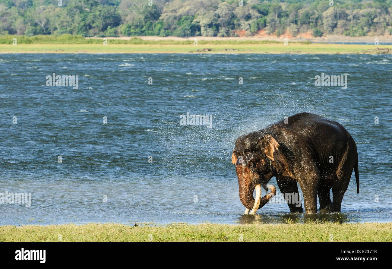 Giant tusker digging his tusks into the mud at Minneriya National Park Stock Photo
