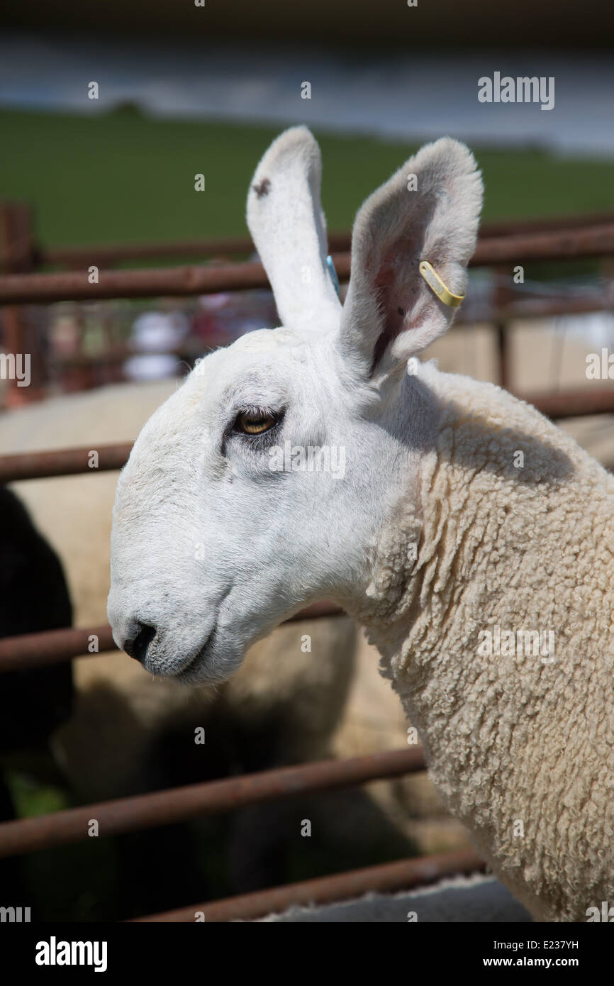 Border leicester sheep hi-res stock photography and images - Alamy