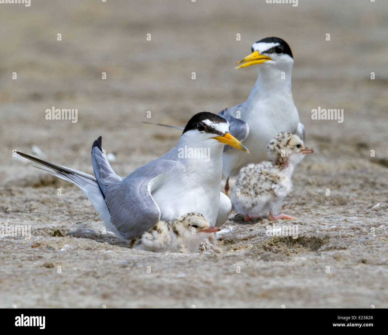The least terns (Sternula antillarum) at the nest with chicks, Galveston, TX, USA. Stock Photo