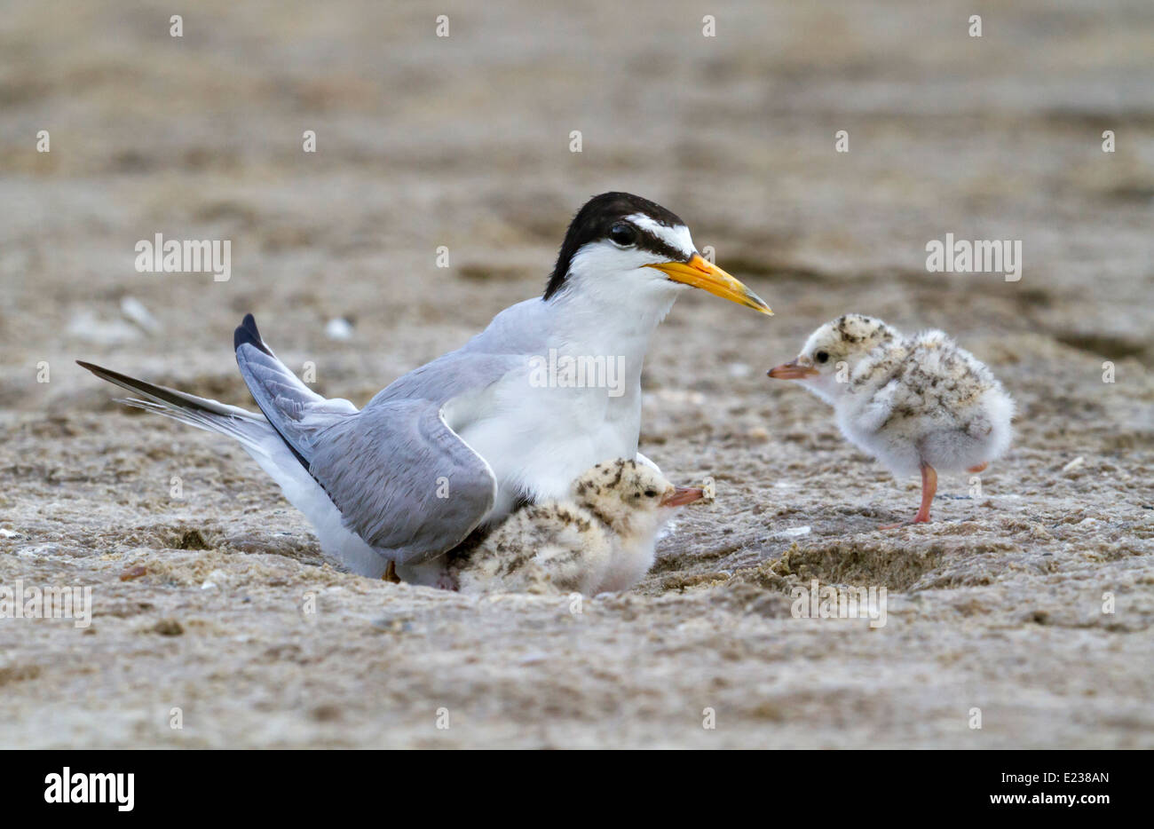 The least tern (Sternula antillarum) at the nest with chicks, Galveston, TX, USA. Stock Photo