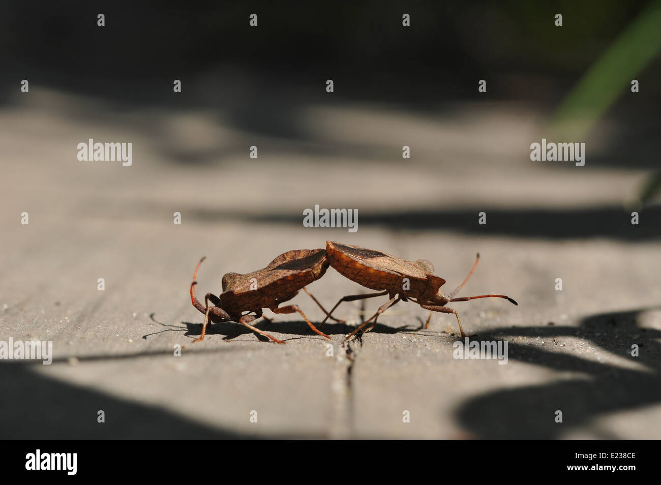 pairing bugs. abstract two wrestlers in the battle. Stock Photo