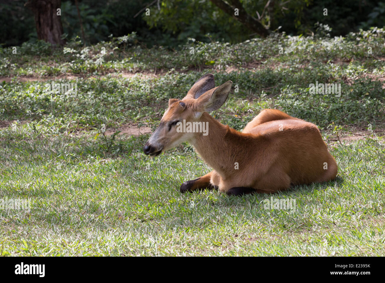 A marsh deer taking a snap at zoo. Stock Photo