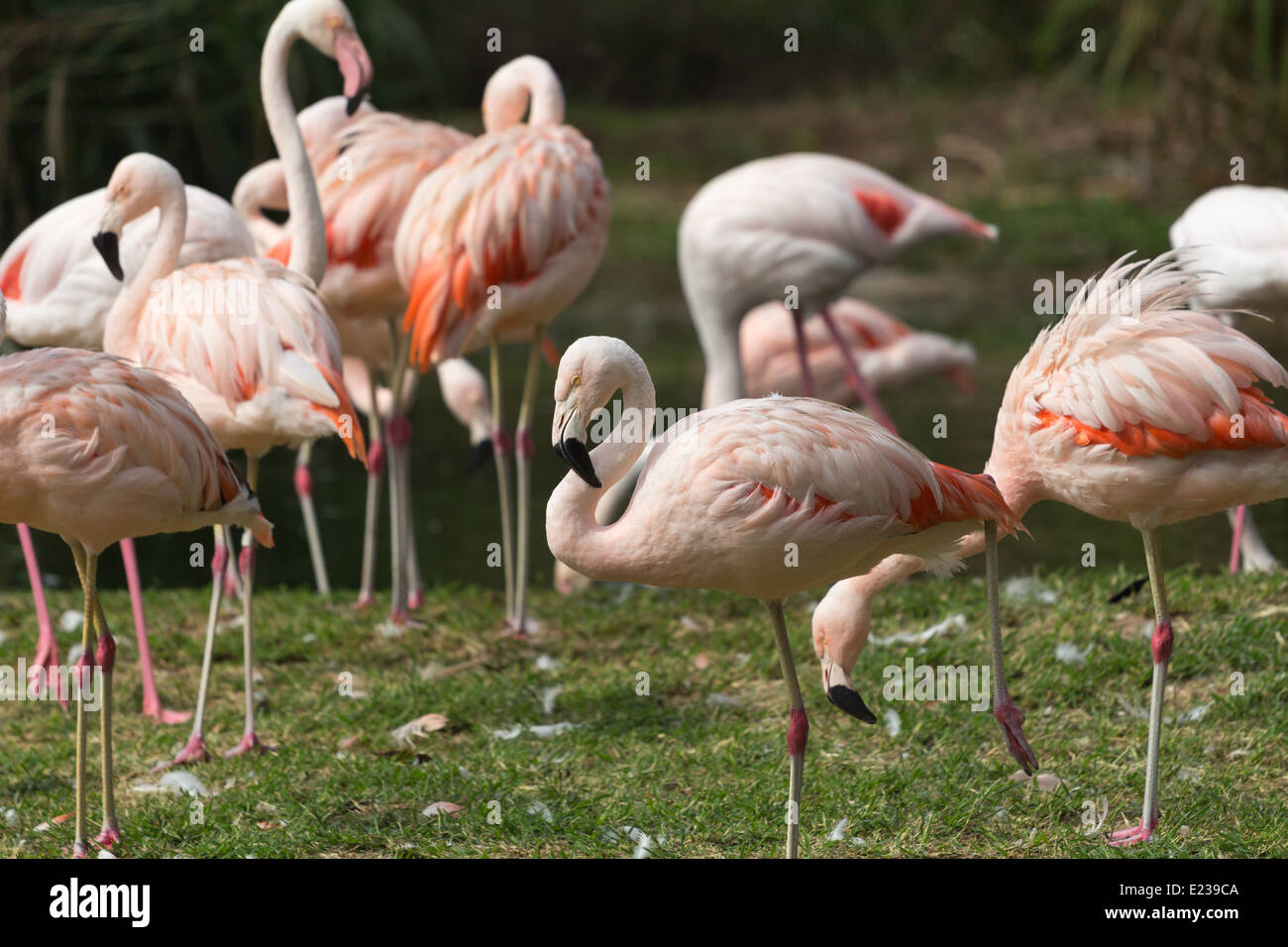 A group of pink flamingos resting Stock Photo