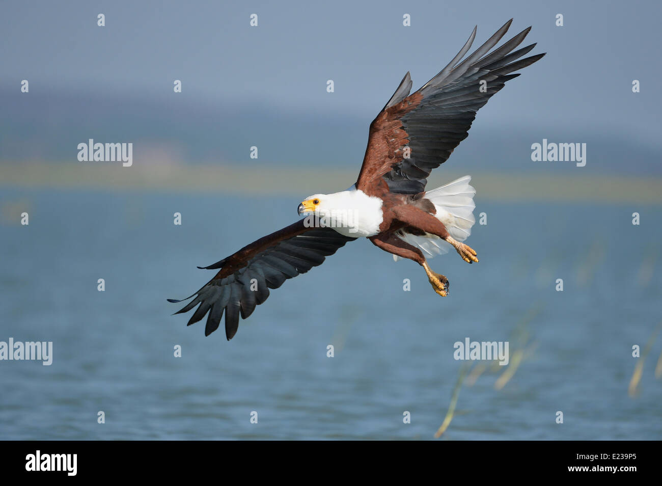 African Fish-Eagle - African Sea-Eagle (Haliaeetus vocifer) diving in ...