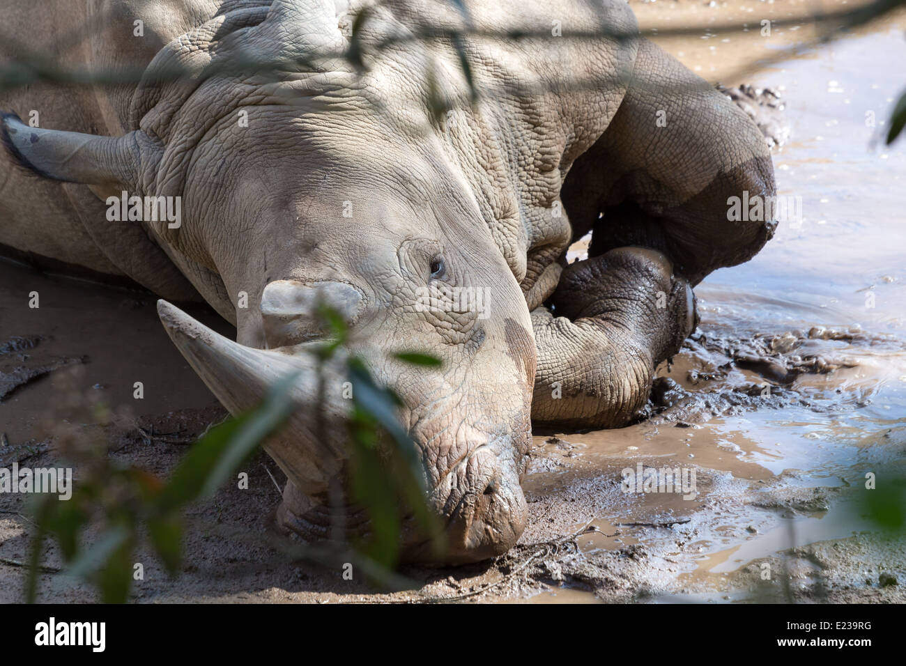 White Rhino bull rolling in the muddy waterhole. Stock Photo