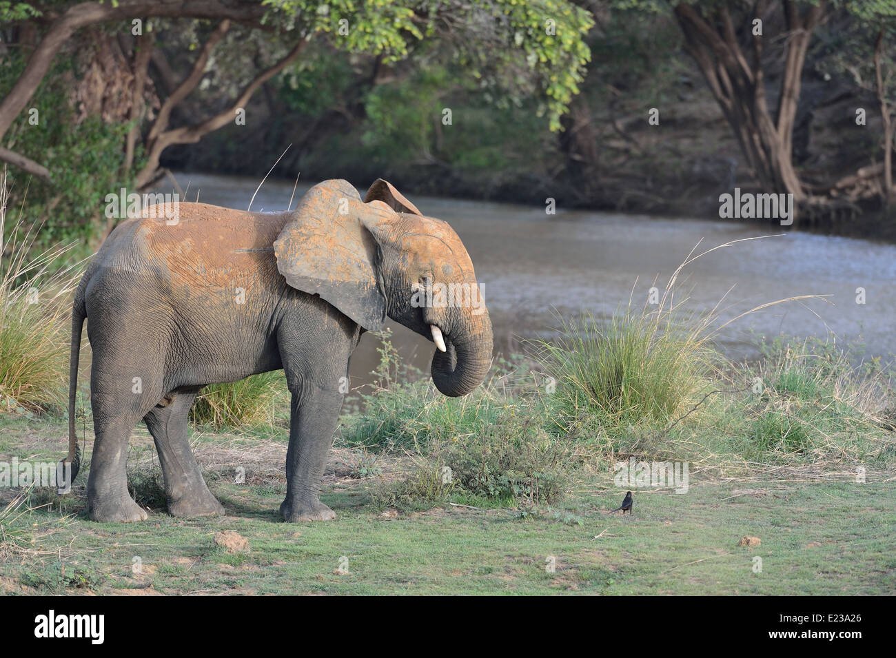 African Bush Elephant - Savanna Elephant (Loxodonta africana) feeding ...