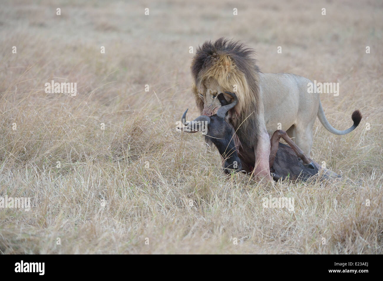 East African Lion - Massai Lion (Panthera leo nubica) male carrying a ...