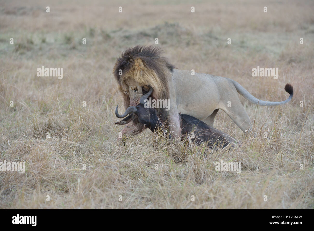 East African Lion - Massai Lion (Panthera leo nubica) male carrying a ...