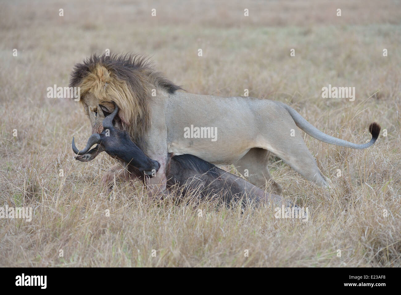 East African Lion Massai Lion (Panthera leo nubica) male carrying a
