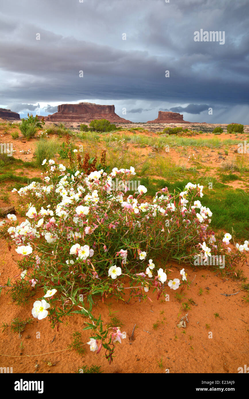 Monitor merrimac butte hires stock photography and images Alamy
