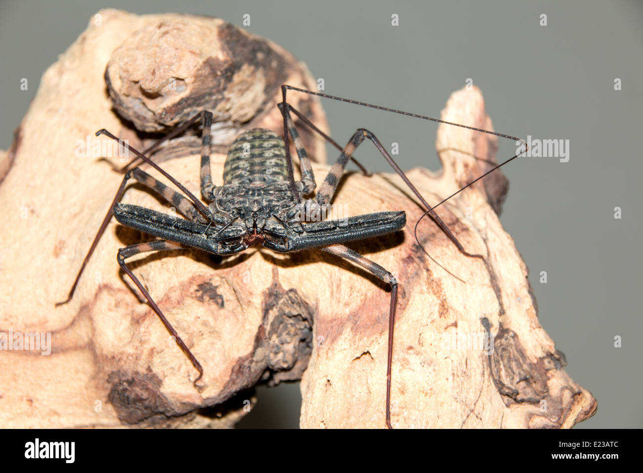 Wood scorpion hi-res stock photography and images - Alamy