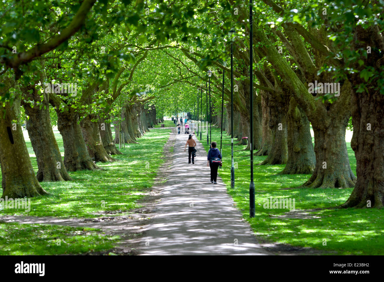 Avenue of Plane trees in summer, Jesus Green, Cambridge, UK Stock Photo