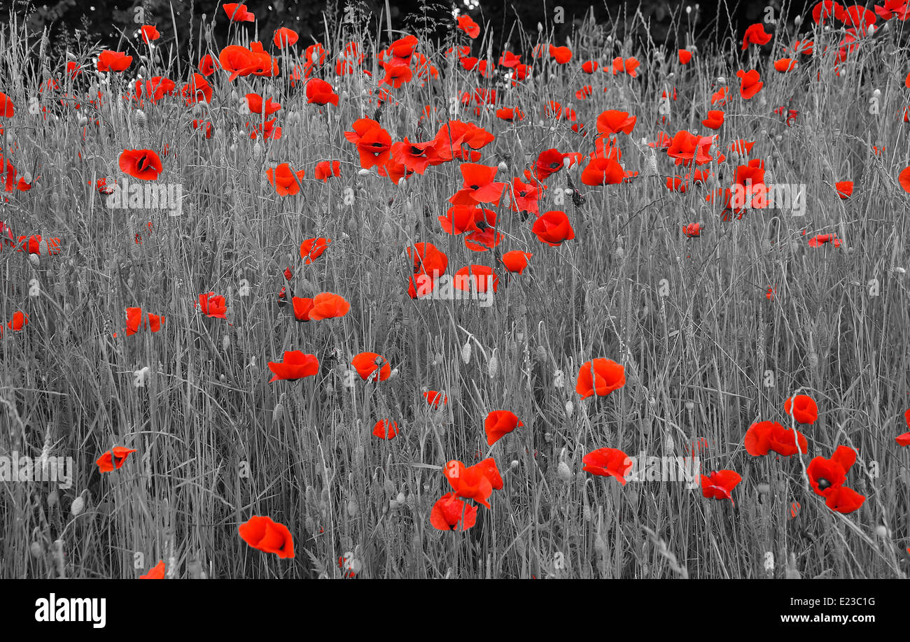 Black and white poppies hi-res stock photography and images - Alamy