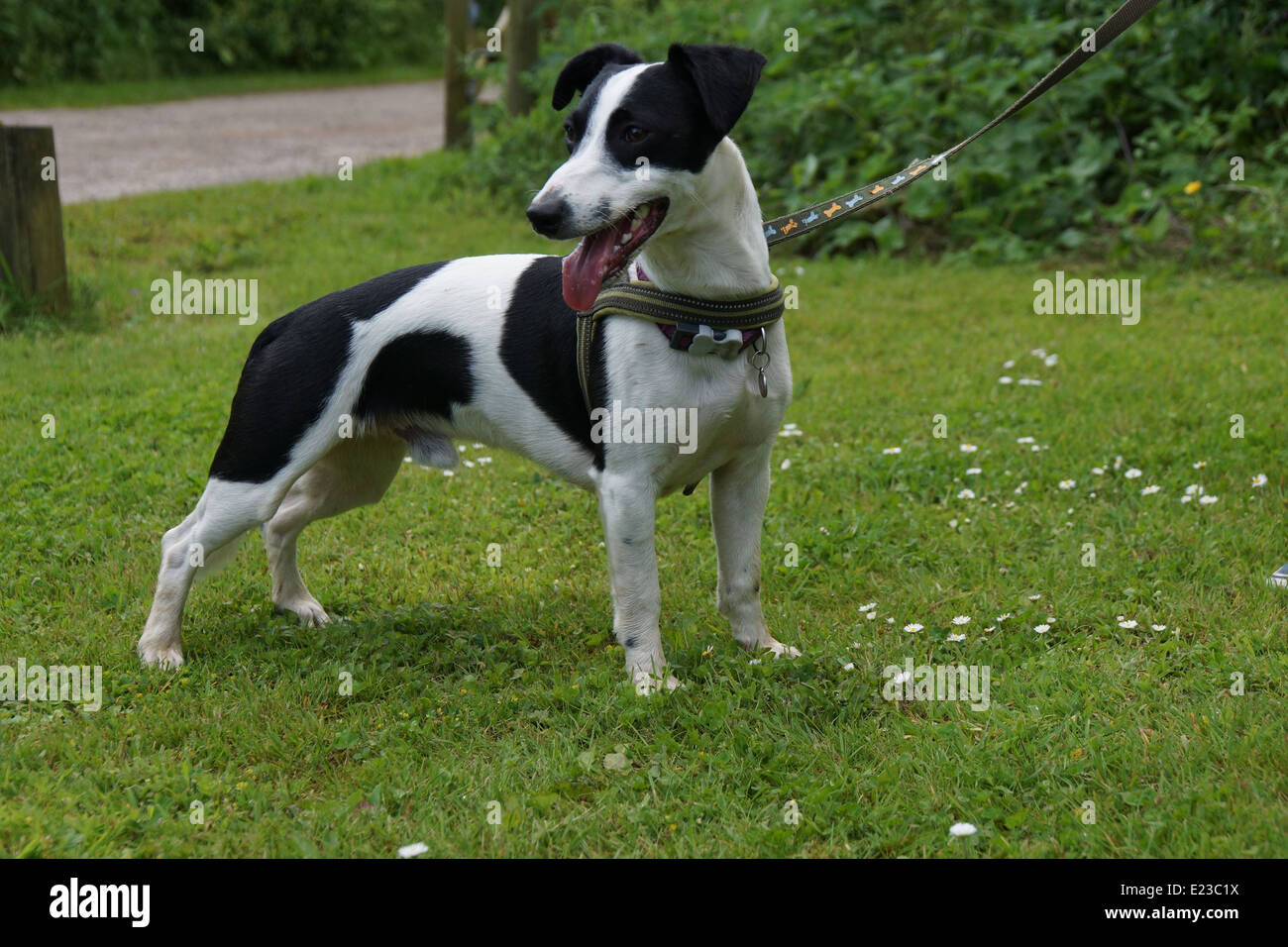 Black and white Lurcher/Jack Russell cross breed standing Stock Photo