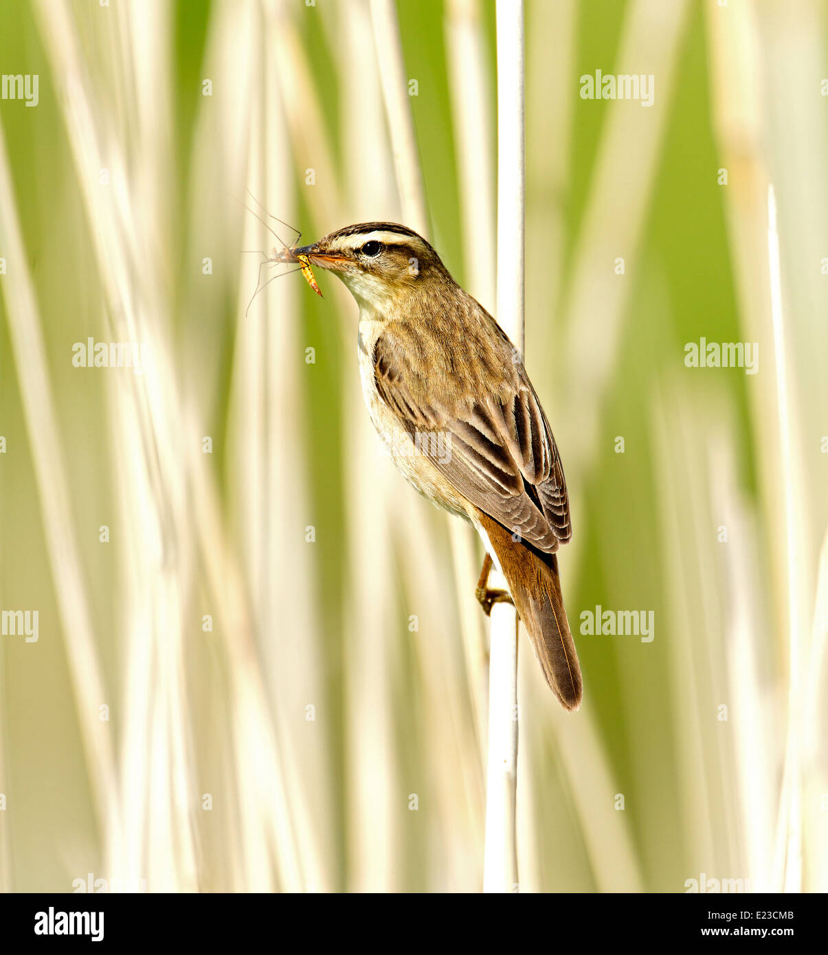 Sedge warbler (Scientific name: Acrocephalus schoenobaenus) with crane fly (daddy long legs) in its bill. Stock Photo