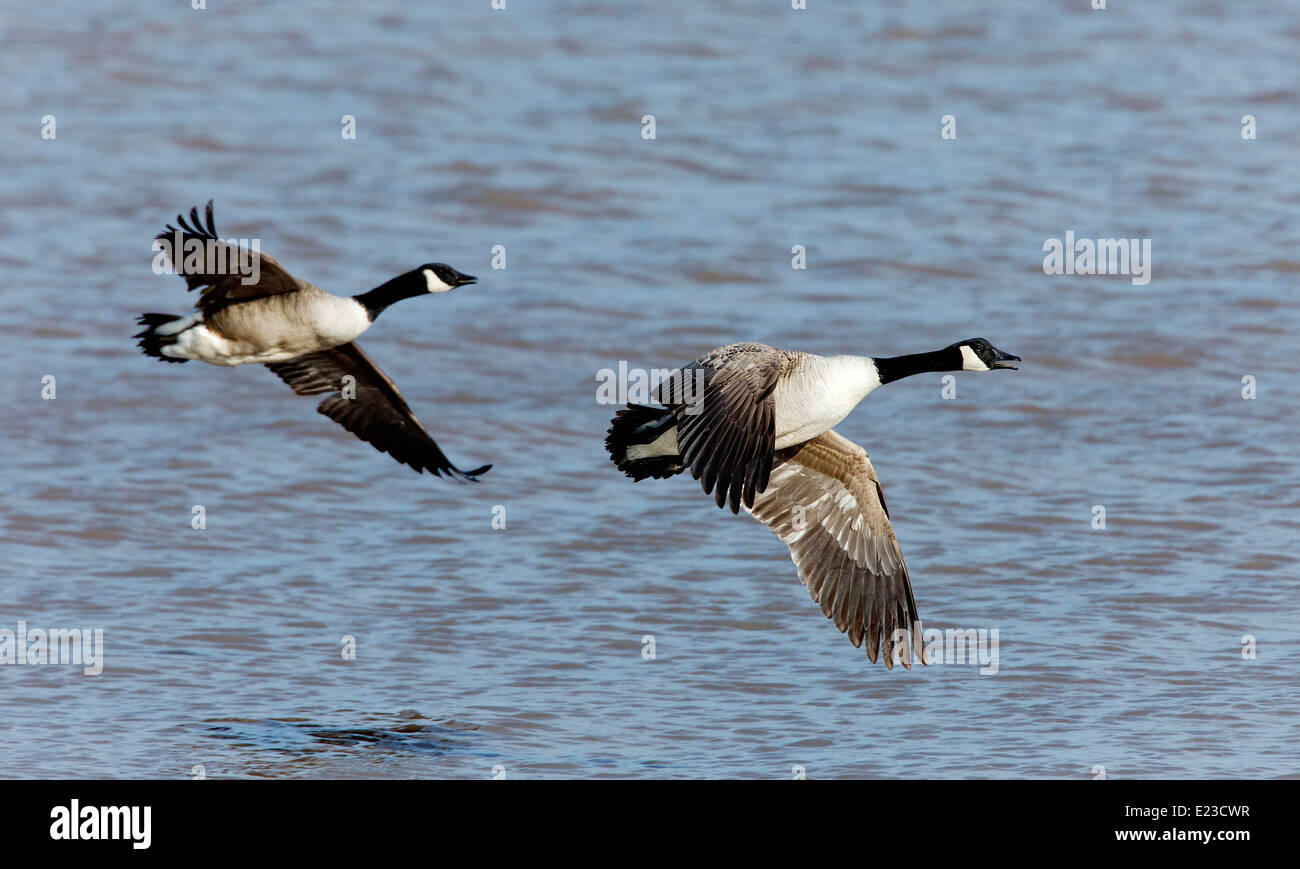 Pair of Canada Geese Branta canadensis flying over sea. French: Bernache du  Canada German: Kanadagans Spanish: Barnacla canadiense grande Stock Photo -  Alamy