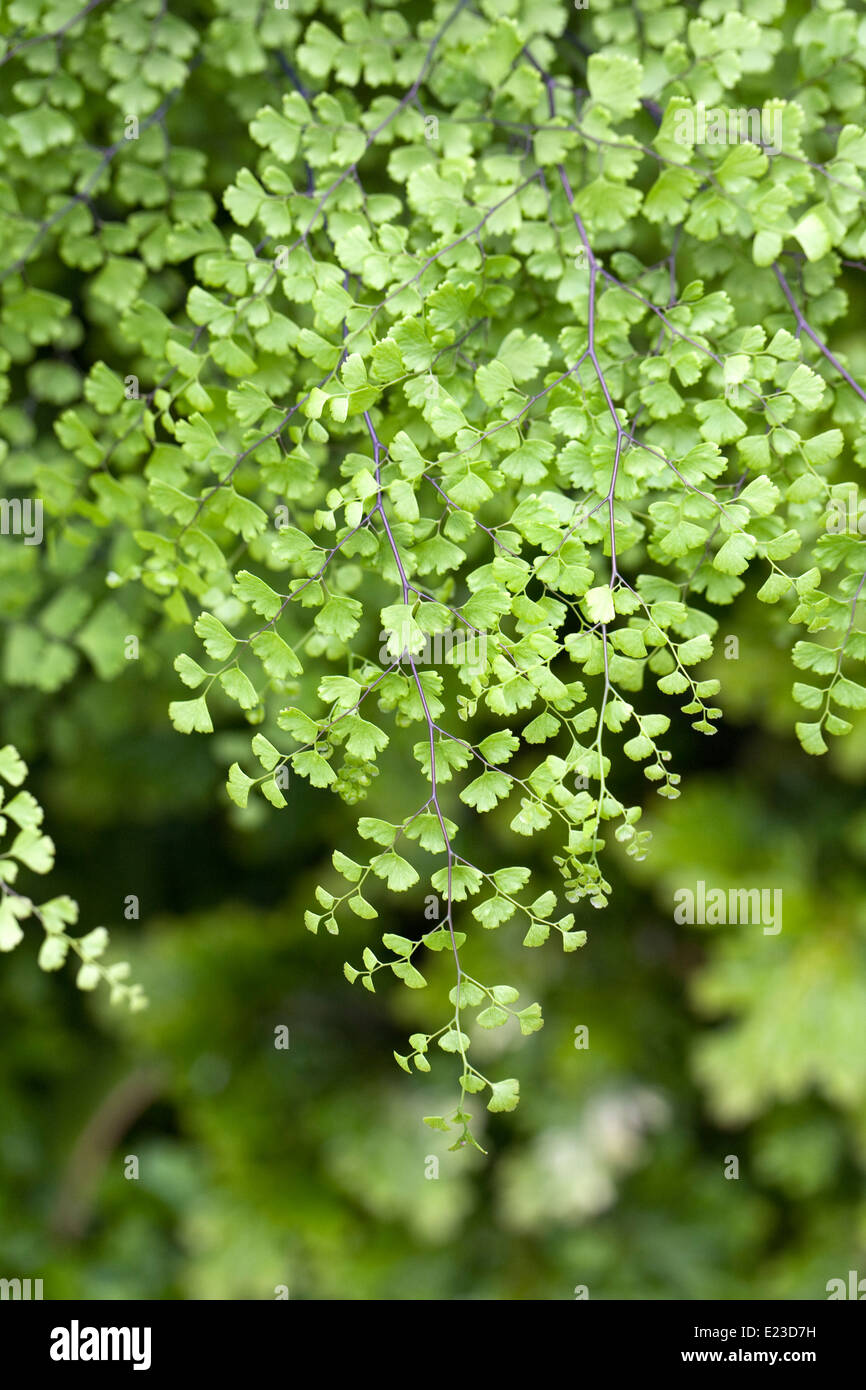 Adiantum raddianum aff. 'Waltonii'. Maidenhair fern leaf pattern. Stock Photo