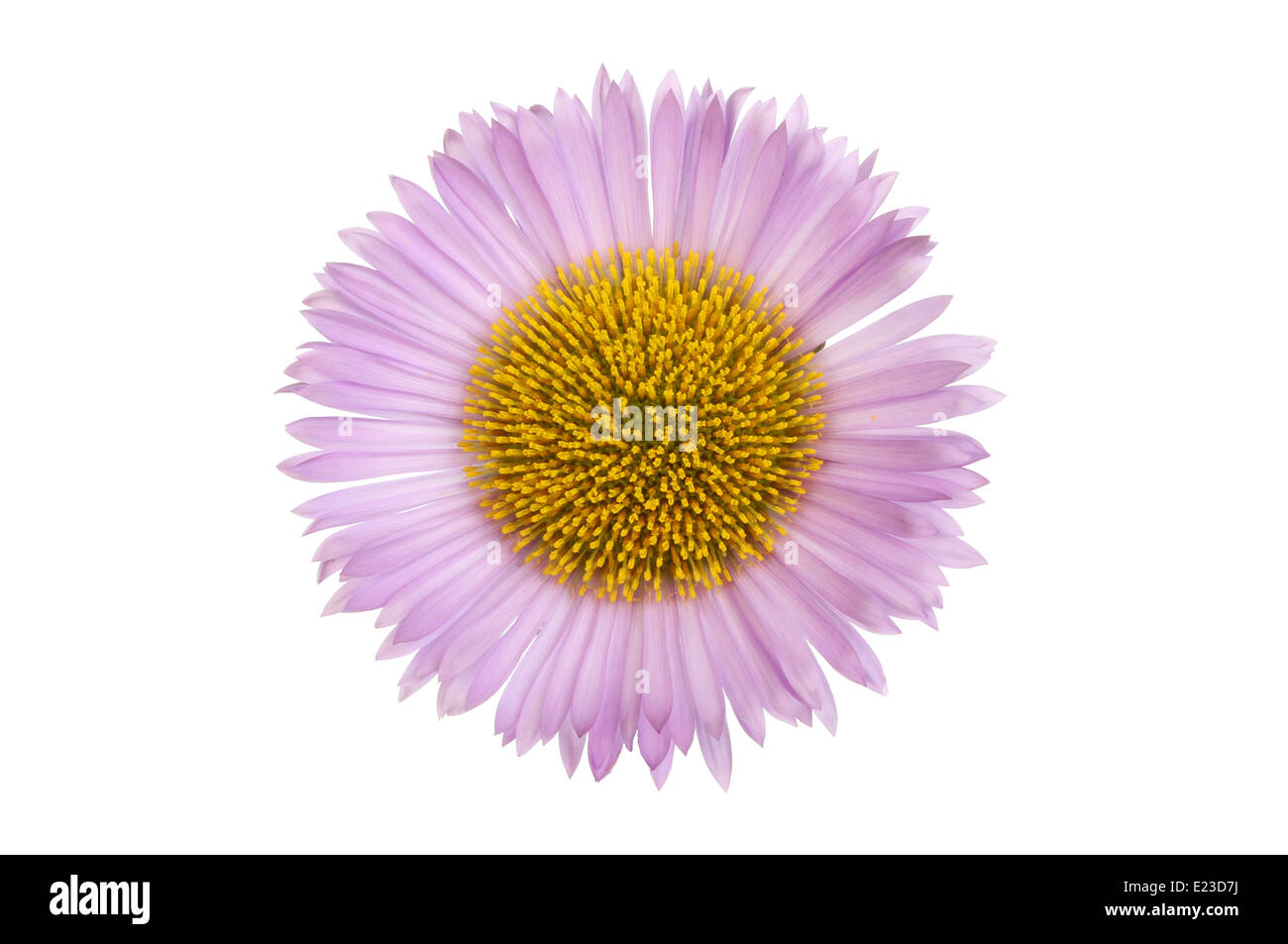Erigeron flower with mauve petals and a yellow center isolated against white Stock Photo
