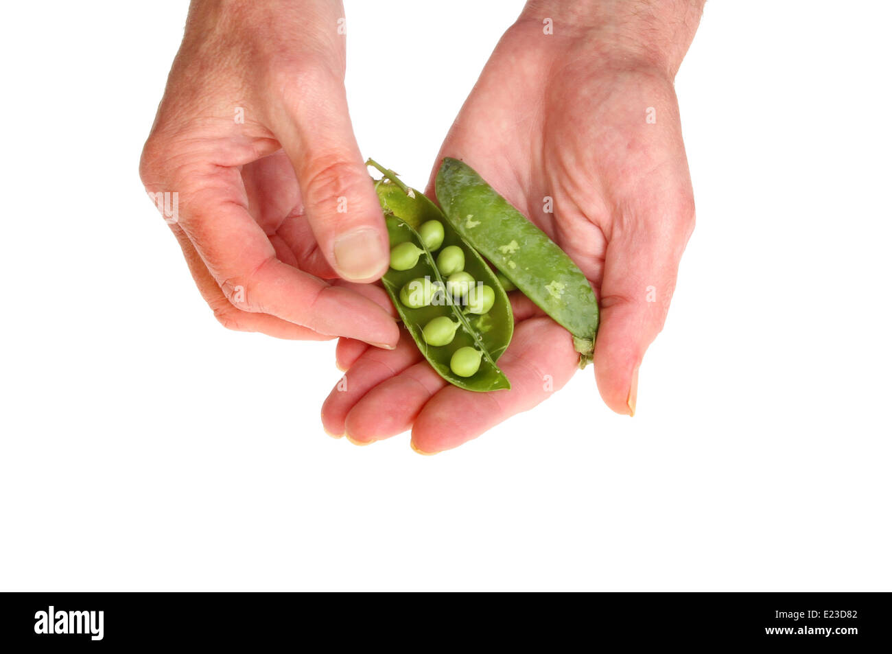 Pair of hands shelling fresh peas isolated against white Stock Photo
