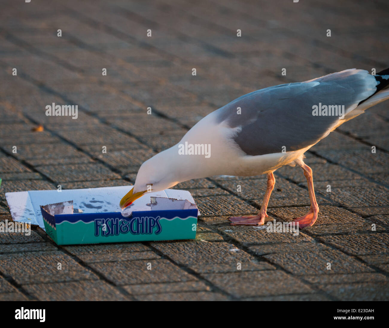 Aberystwyth Wales UK, June 14 2014   At the end of a fine summer day of almost unbroken sunshine and temperatures in the 20's Celsius, a seagull scavenges from a discarded chip packet on the promenade at Aberystwyth on the west wales coast,  UK   photo Credit: keith morris/Alamy Live News Stock Photo