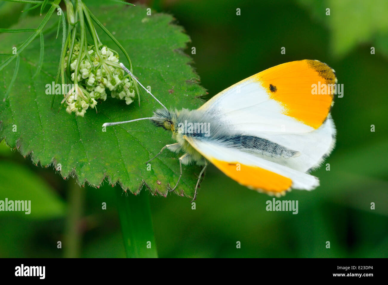 Orange Tip Butterfly - Anthocharis cardamines Male, wings partially open Stock Photo