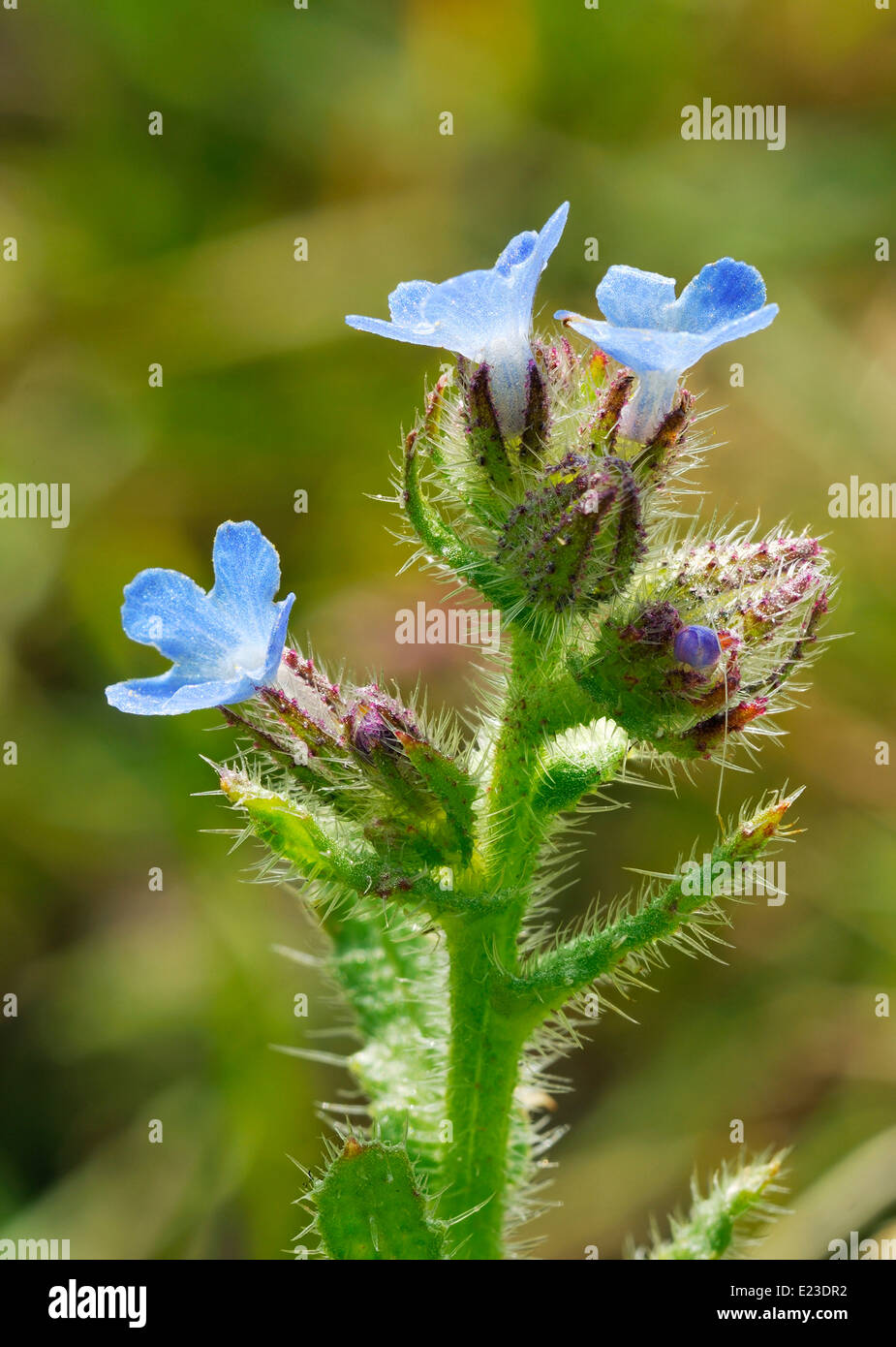 Bugloss - Anchusa arvensis Blue Arable Weed Flower Stock Photo