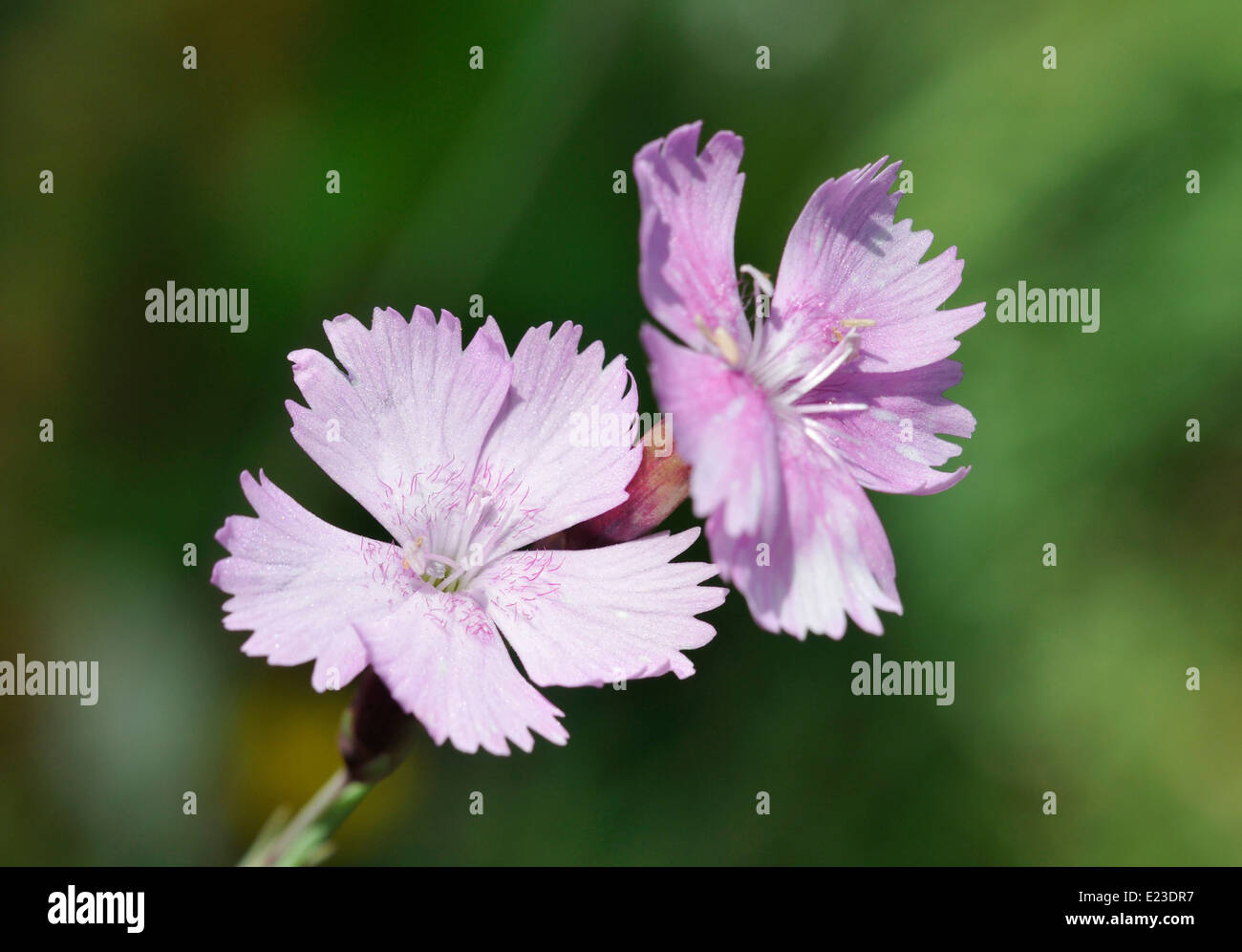 Cheddar Pink - Dianthus gratianopolitanus Rare Somerset flower Stock Photo