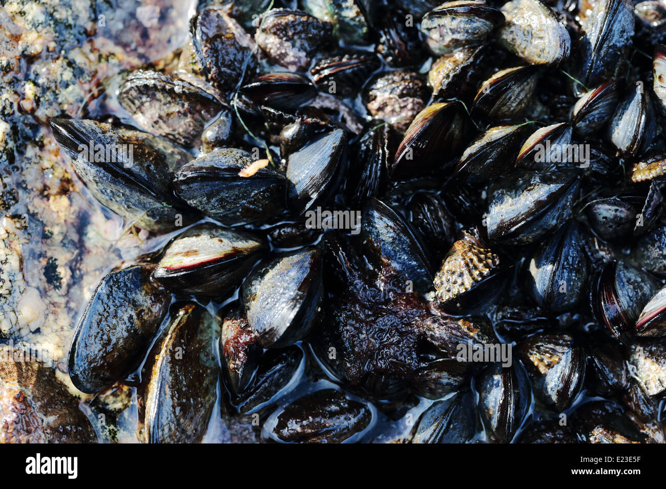 How Shellfish On Rocks Shellfish Growing On Rocks High Resolution Stock Photography and Images ...