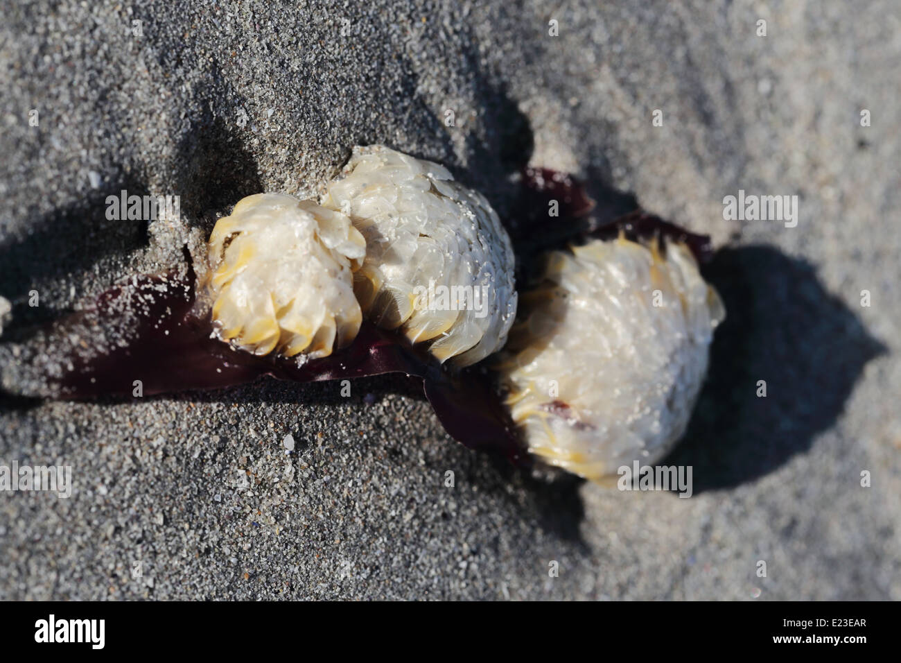 Sea animal growing on a seaweed leaf, washed up on the beach in Paternoster, South Africa Stock Photo