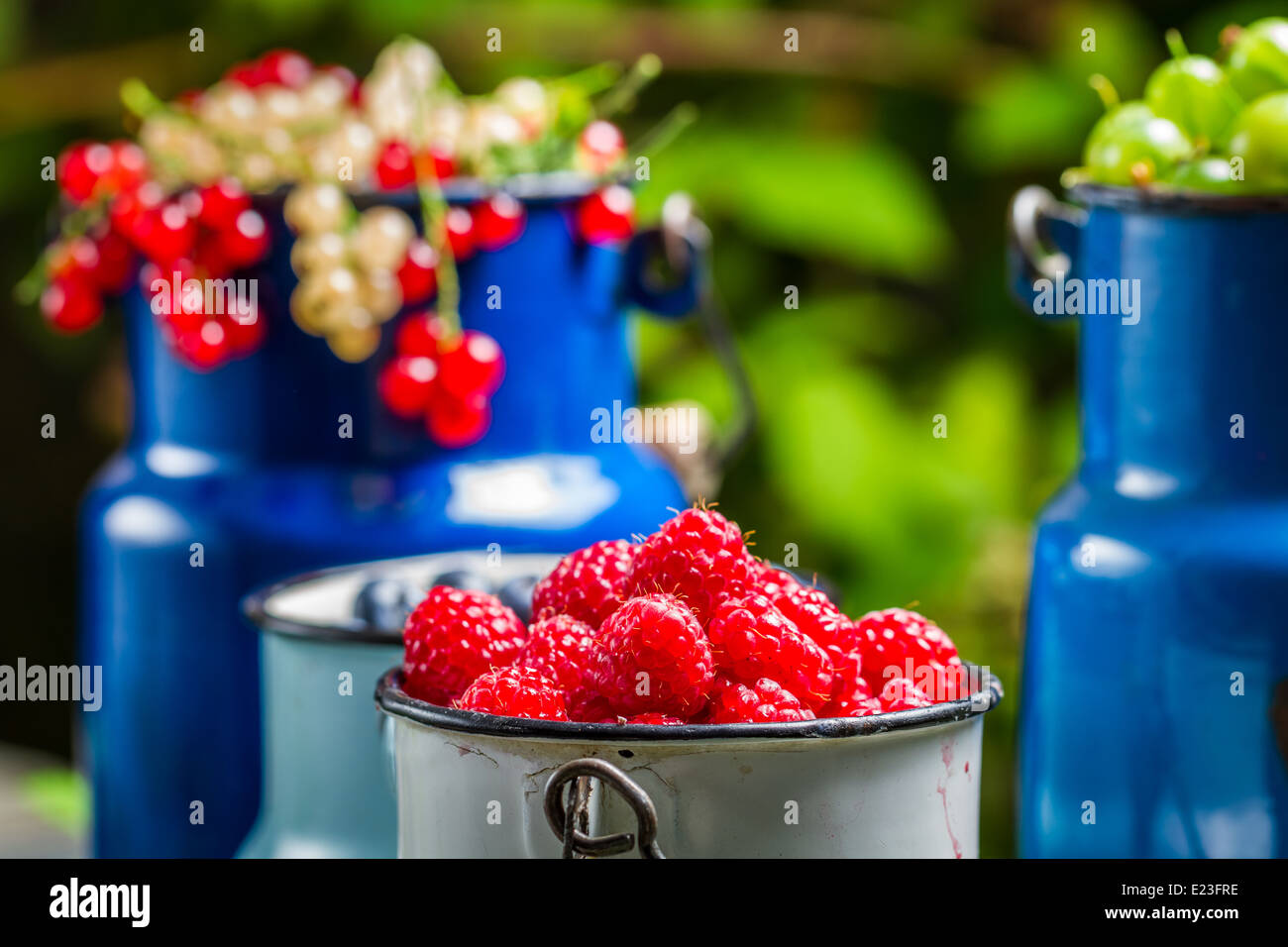Collecting fresh wild berries Stock Photo Alamy