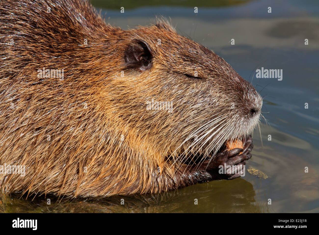 Portrait of a Coipo or Nutria (Myocastor coypus) feeding, South America Stock Photo