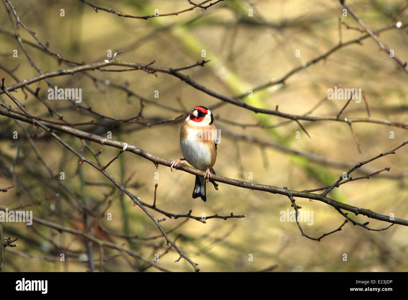 European Goldfinch sitting on a branch Stock Photo