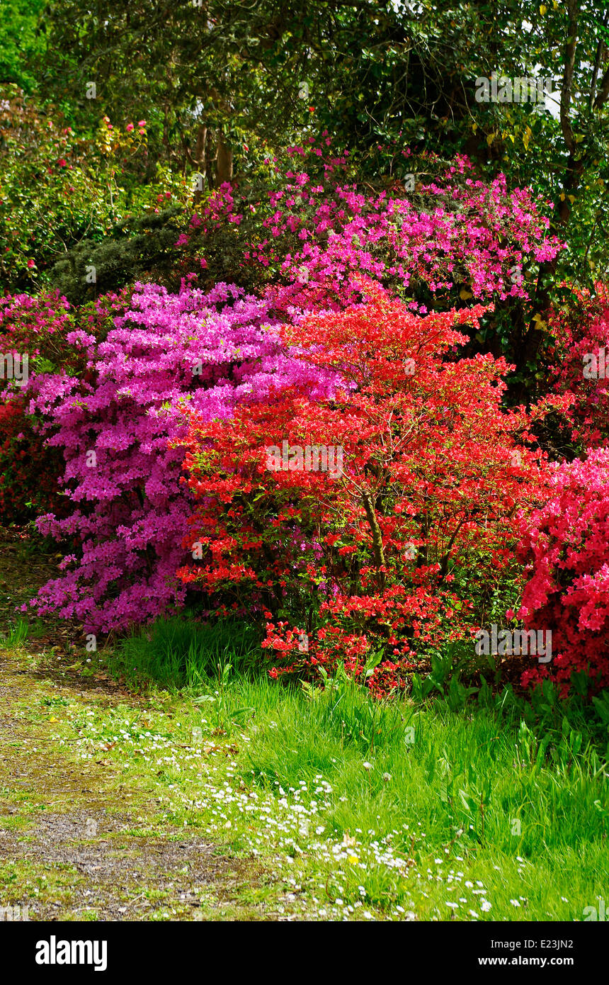 Azaleas in Bloom, UK Stock Photo Alamy